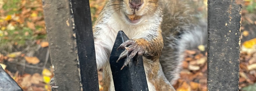 Grey Squirrel Greyfriars Kirkyard Edinburgh